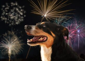 shutterstock 2089675153 326x236 - Silvester mit Hund oder Katze? Mit diesen einfachen Maßnahmen beruhigen Sie gestresste Tiere.