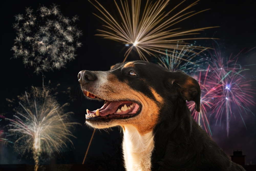 Silvester mit Hund oder Katze? Mit diesen einfachen Maßnahmen beruhigen Sie gestresste Tiere. shutterstock 2089675153 - Silvester mit Hund oder Katze? Mit diesen einfachen Maßnahmen beruhigen Sie gestresste Tiere.